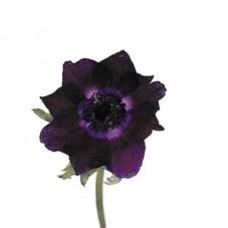 Anemone - Dark Purple